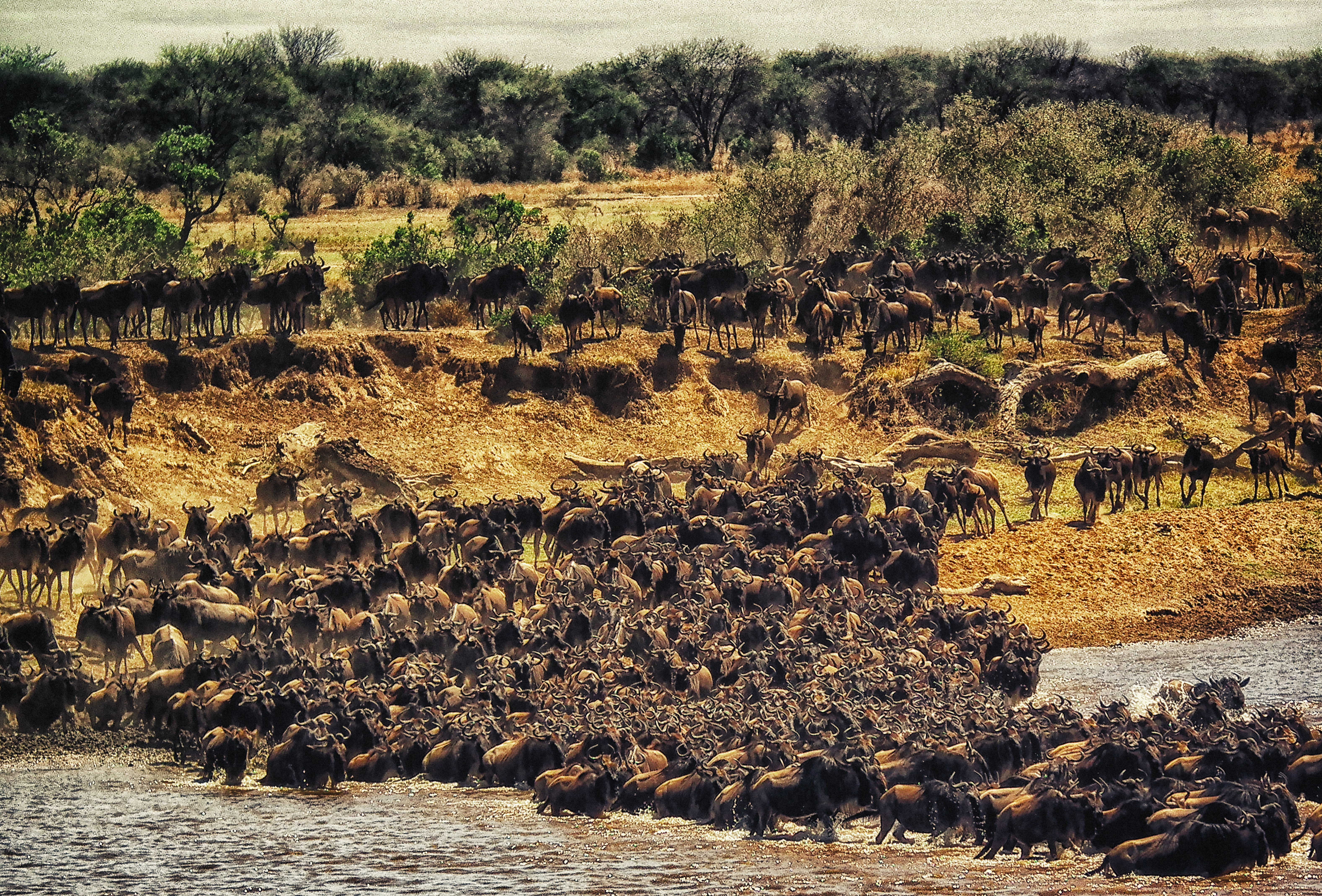  5 Days Tanzania Serengeti migration Mara River crossing Safari
