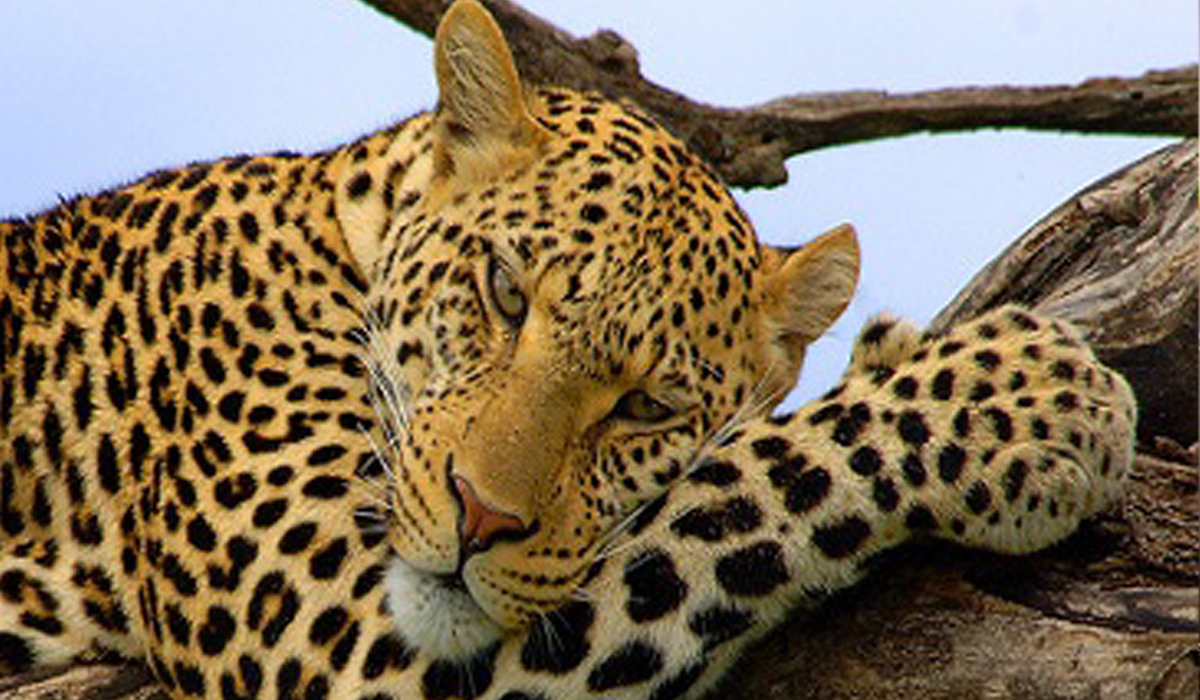 3 Days Tanzania private budget safari package