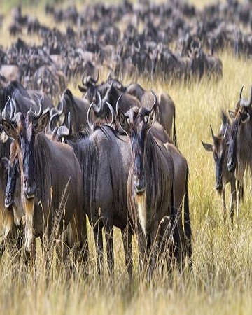 Tanzania Safari Tour Packages in 2026, | Widerange African Safaris