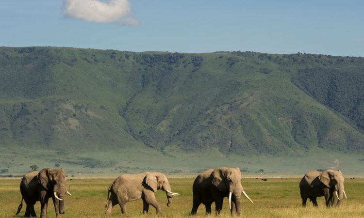 Serengeti, Manyara & Ngorongoro crater 5 days Tanzania safari